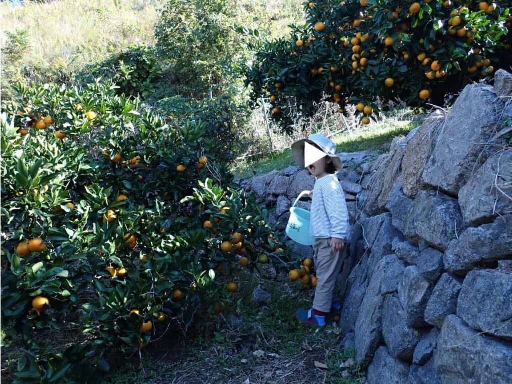 呉市 恵みの丘蒲刈のみかん狩りを楽しむ子ども